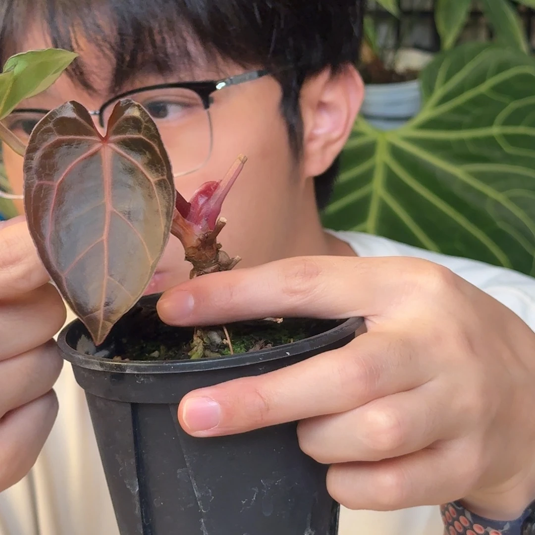完全开放红水晶杂E66