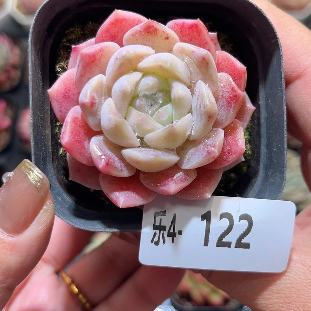 乐4-122新品单头