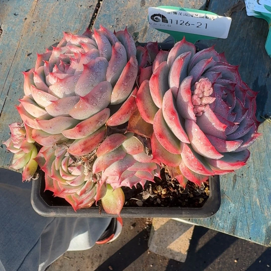 从前慢多肉精选编号1126.21