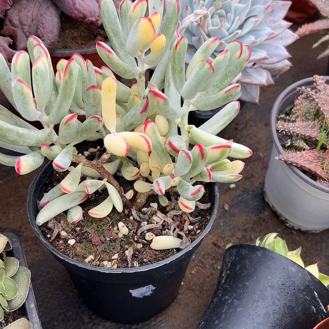 多肉植物棒叶福娘锦