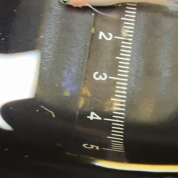 青鳉鱼114号拍品粉王华