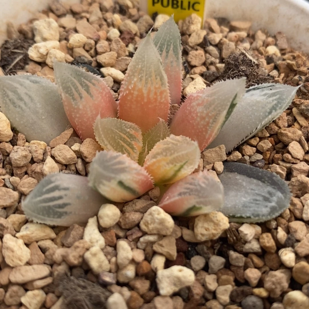 643糊斑白帝城锦一物一拍