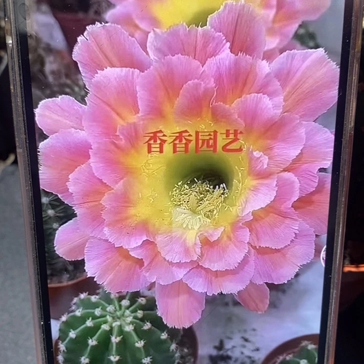 香香星火带根4.5公分左右
