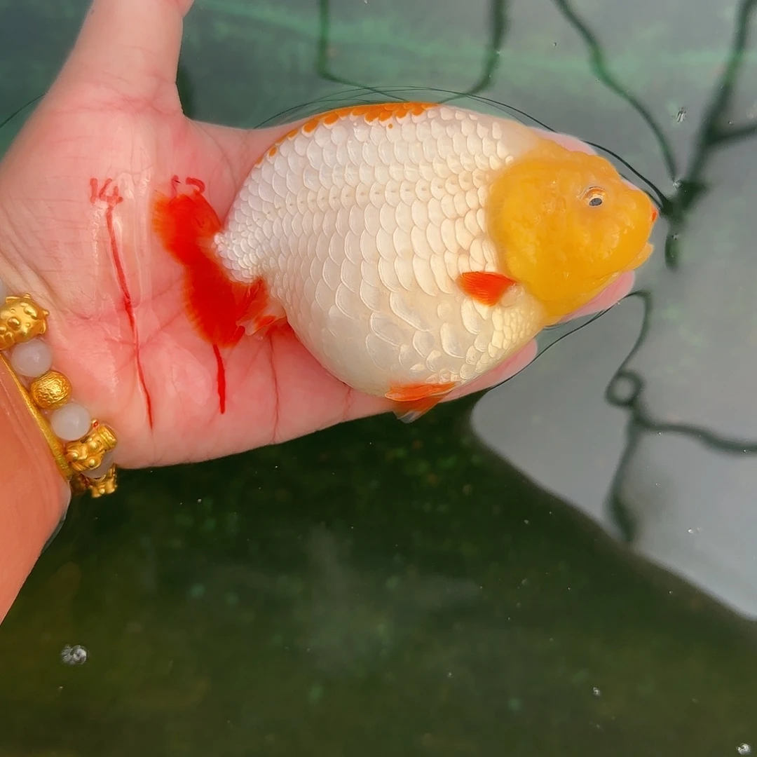 金鱼064十二红红白