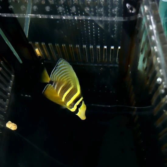 海水鱼大帆7/4-34-60