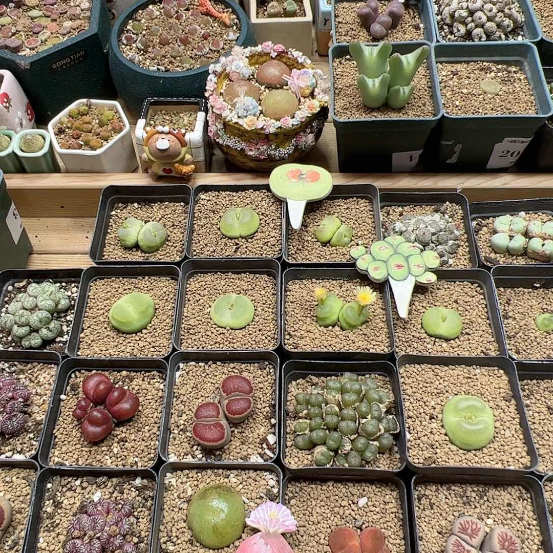 【闪购商品】阿*261+284 一起