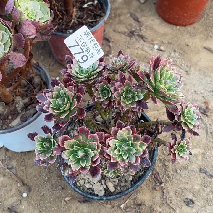 779朝霞绣球1号棚