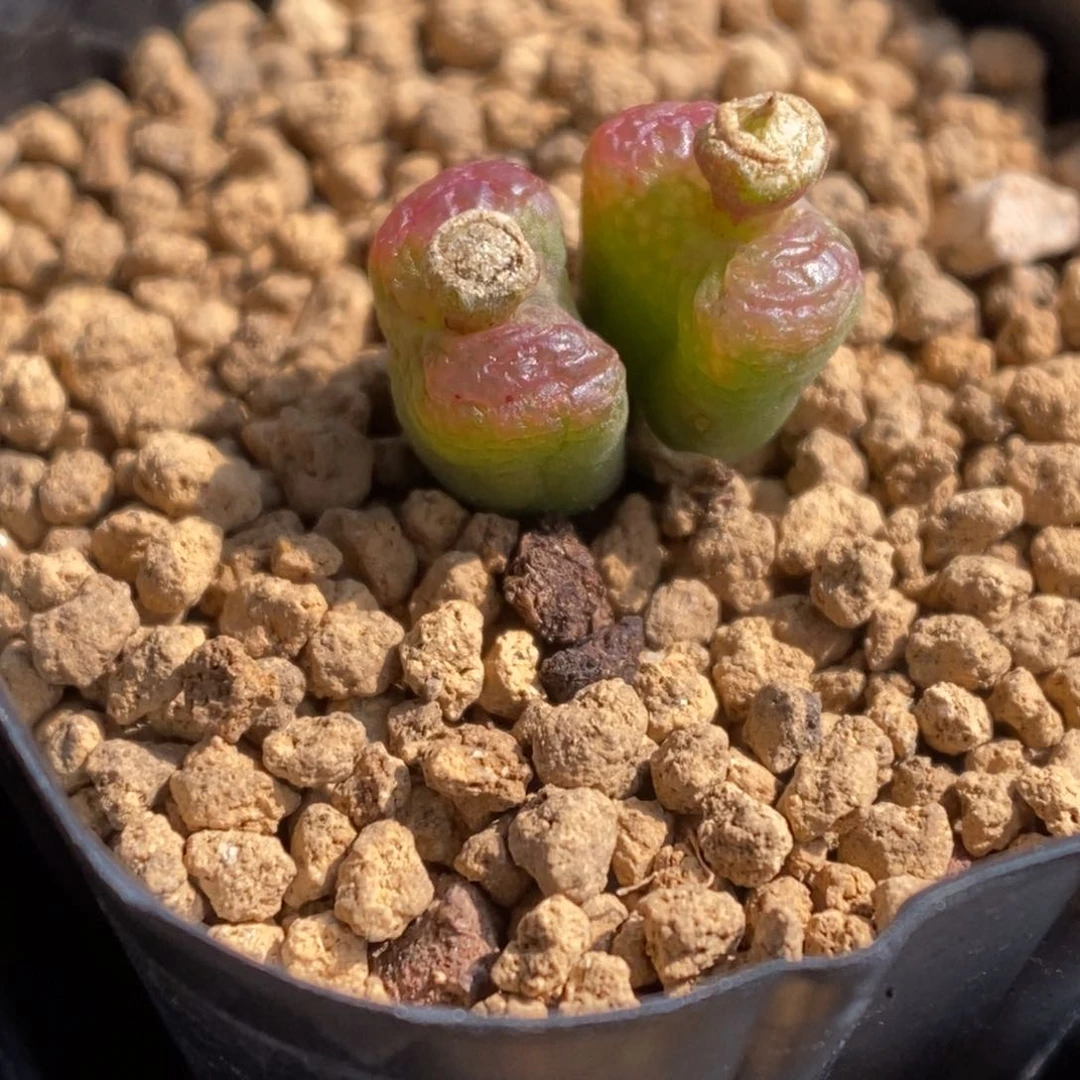 多肉植物肉锥杂交K-4783 风铃杂勋章
