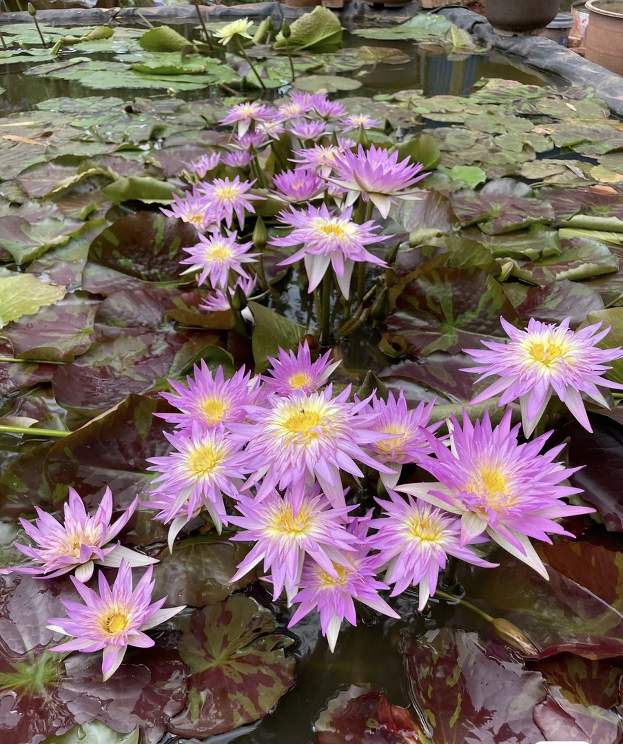 热带睡莲 海葵带花苞苗一株 丰花香水莲