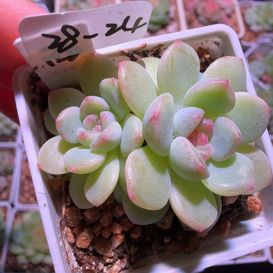 28-24福利希米露双头