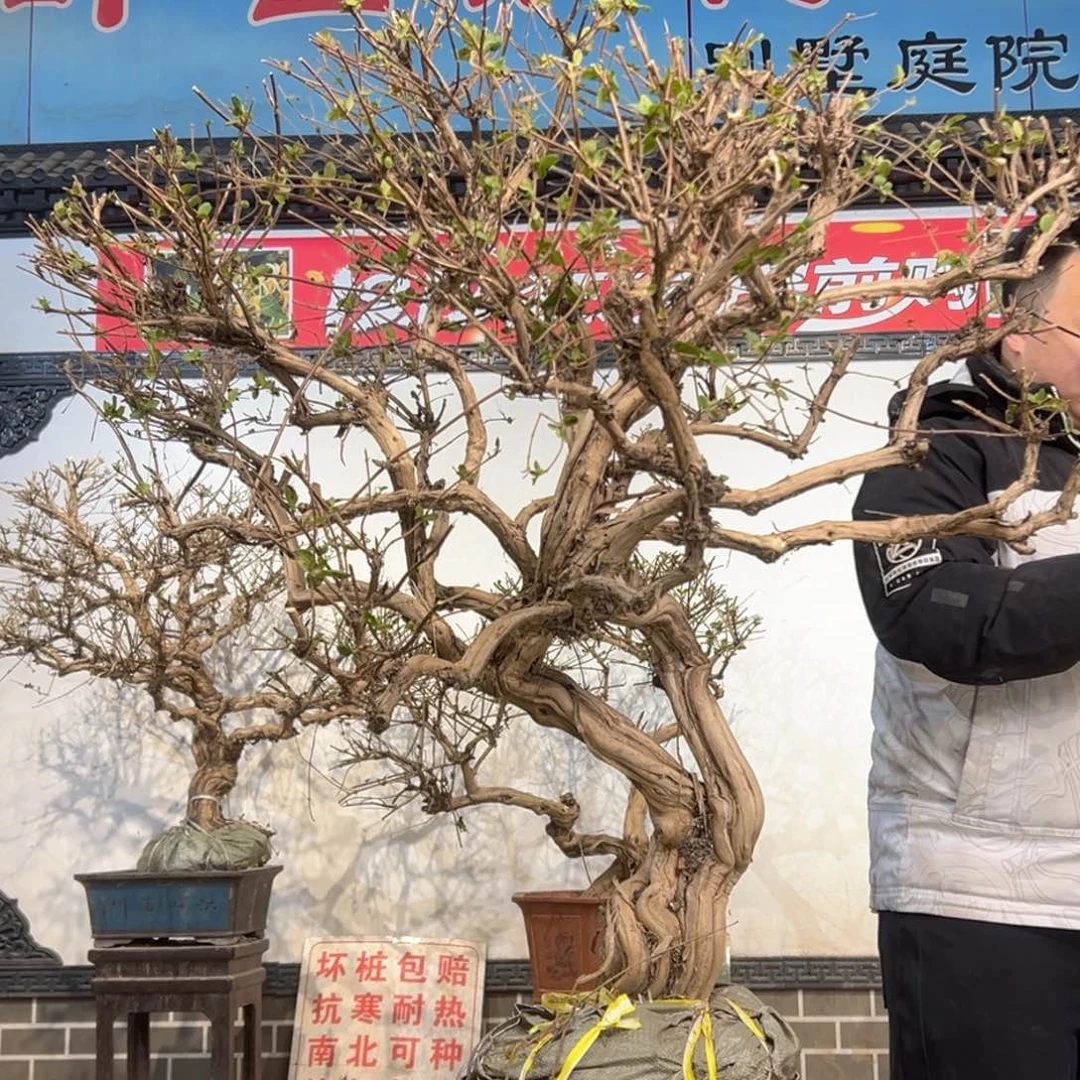 无花朵金银花8888888888888