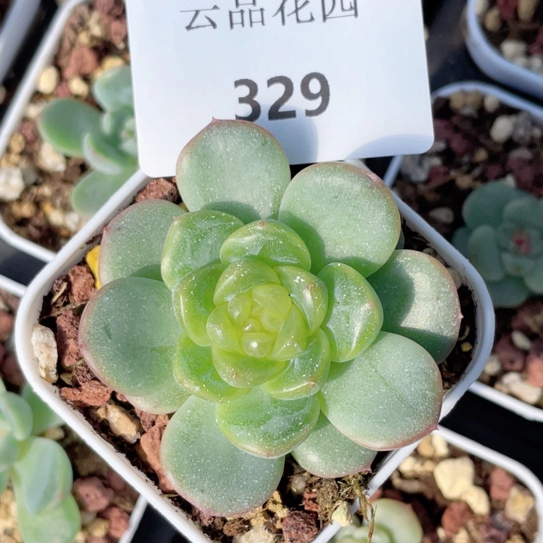 枼***子329号糖心冰心珍妮 编号96