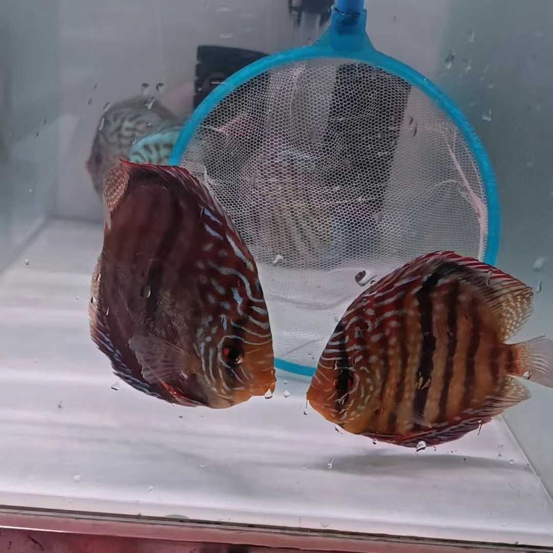 七彩神仙鱼直播间特惠