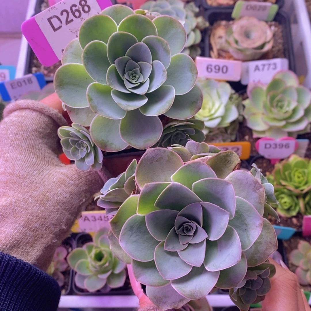 清风晚玫瑰一物一拍D268