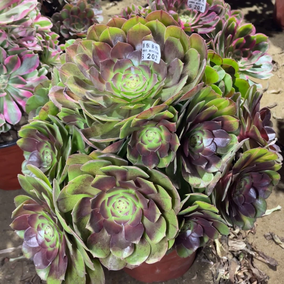 203倾城中班多肉法师断枝不包