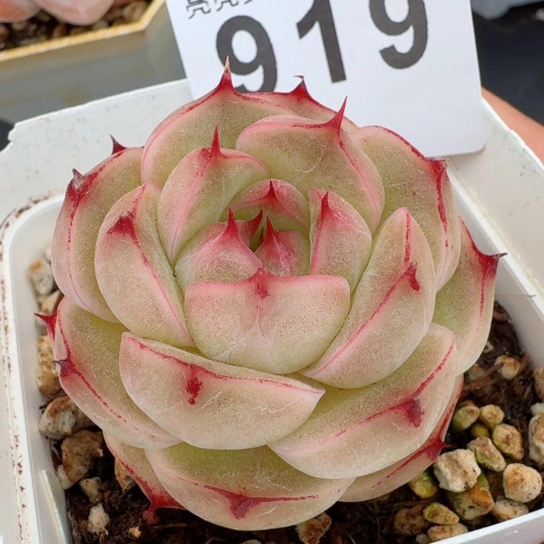 麦秆包子         精品多肉