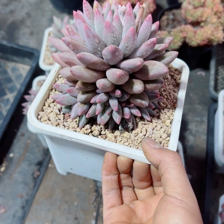 精品多肉植物老桩