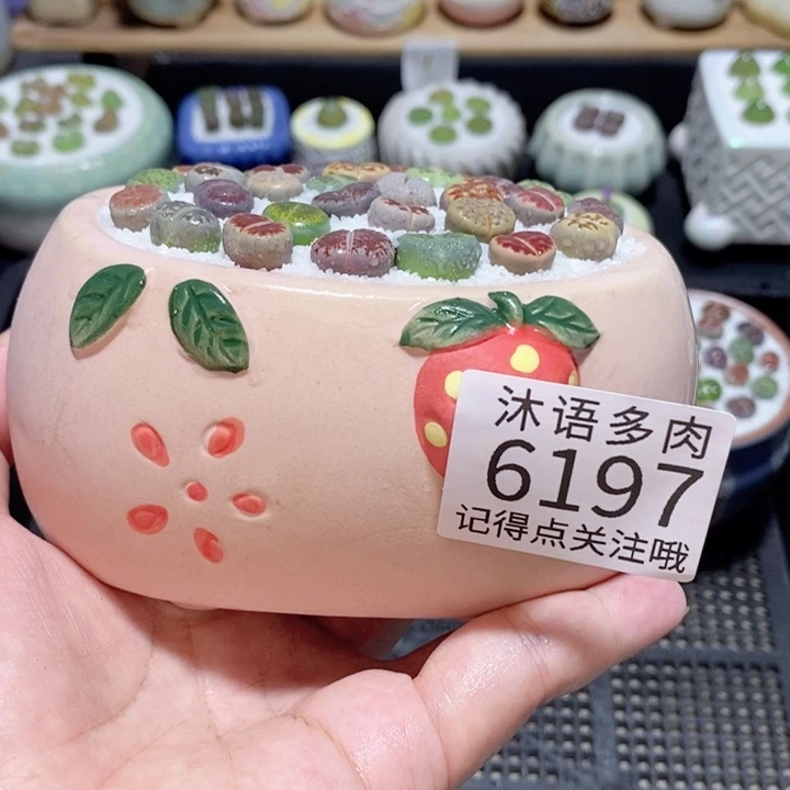 带盆土发货 精美盆栽6197