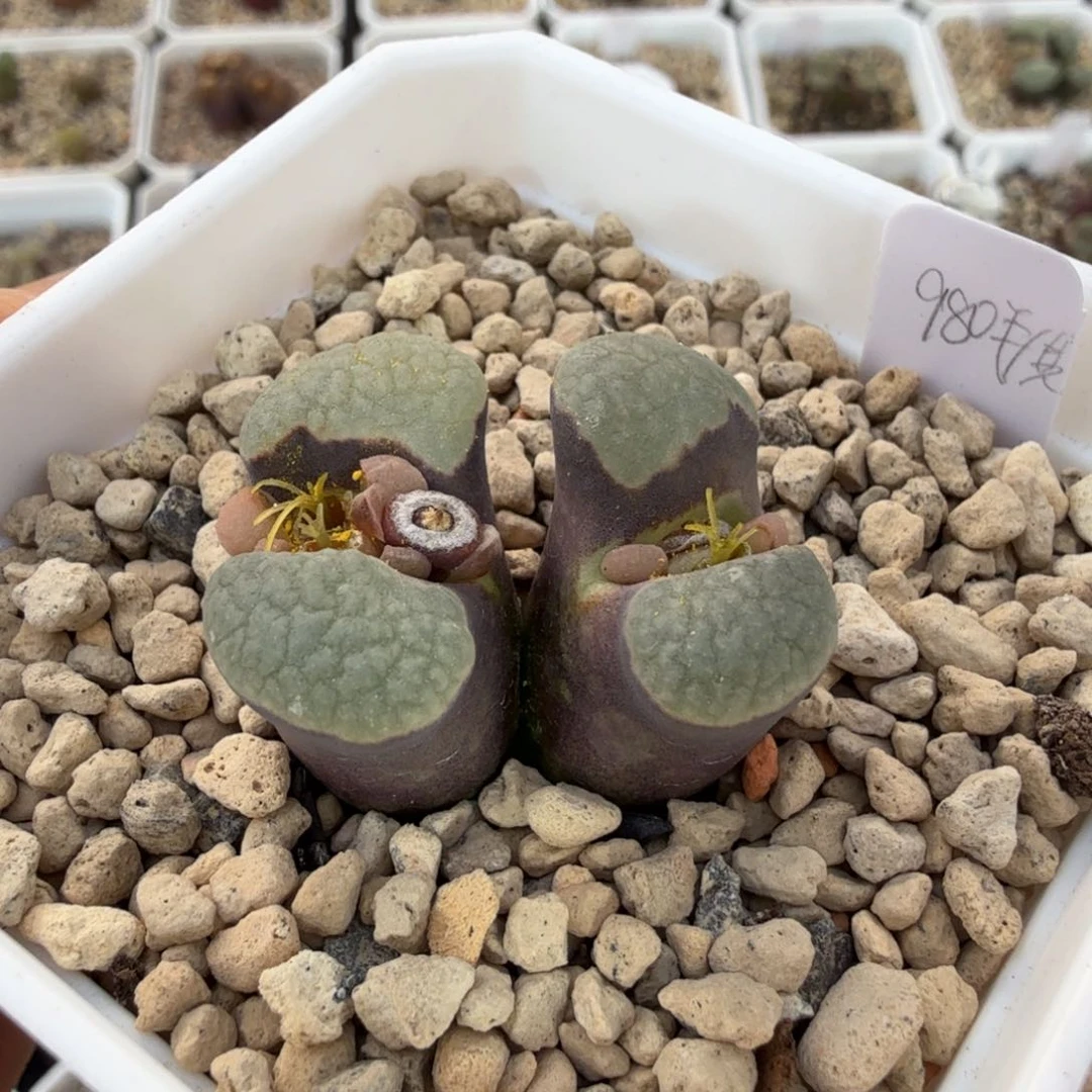 冰雪女王磁铁 11-24-L19