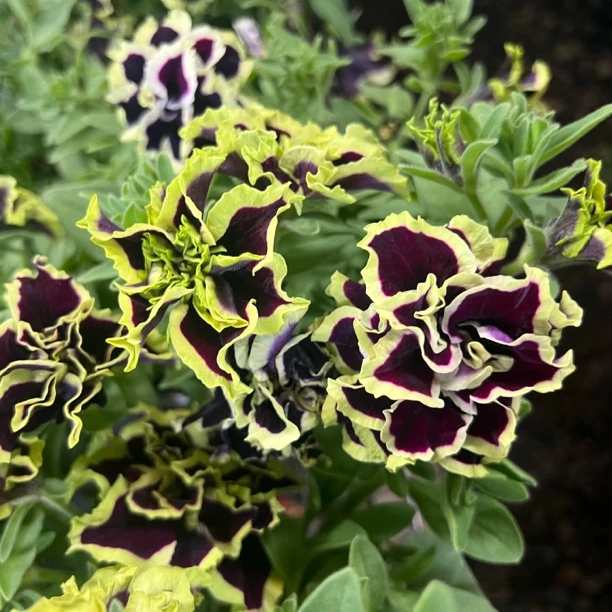 伯爵矮牵牛重瓣丛生盆栽庭院阳台爆花强花卉新手易养护