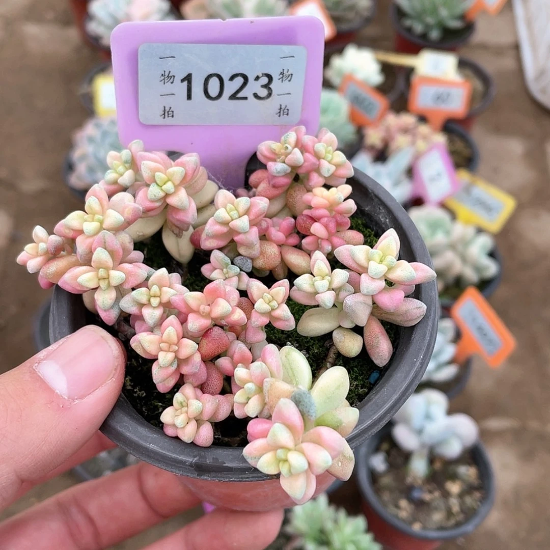 【闪购商品】1023号