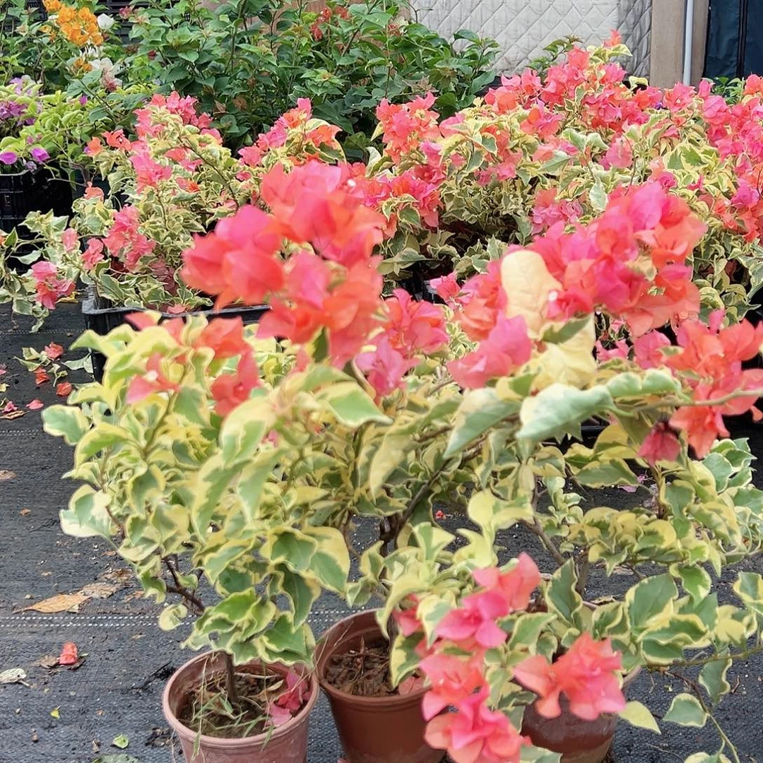 大部分花苞少量开放橙冰掌中宝一棵