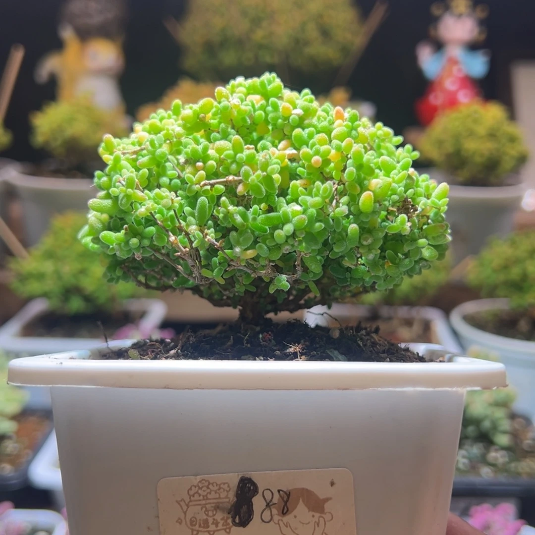 473蜜橘一物一拍包开箱