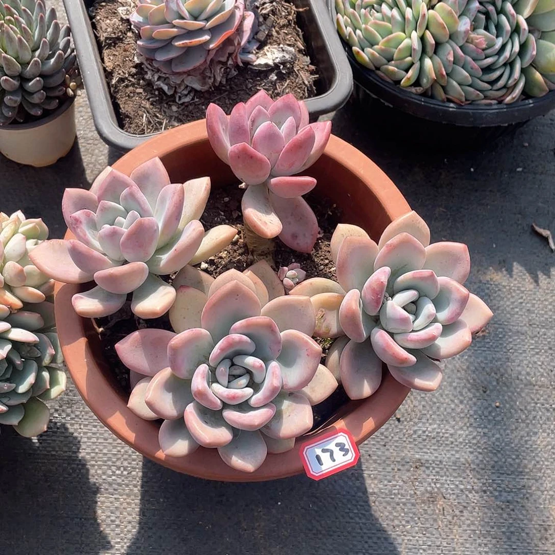 173奥普 一物一拍多肉