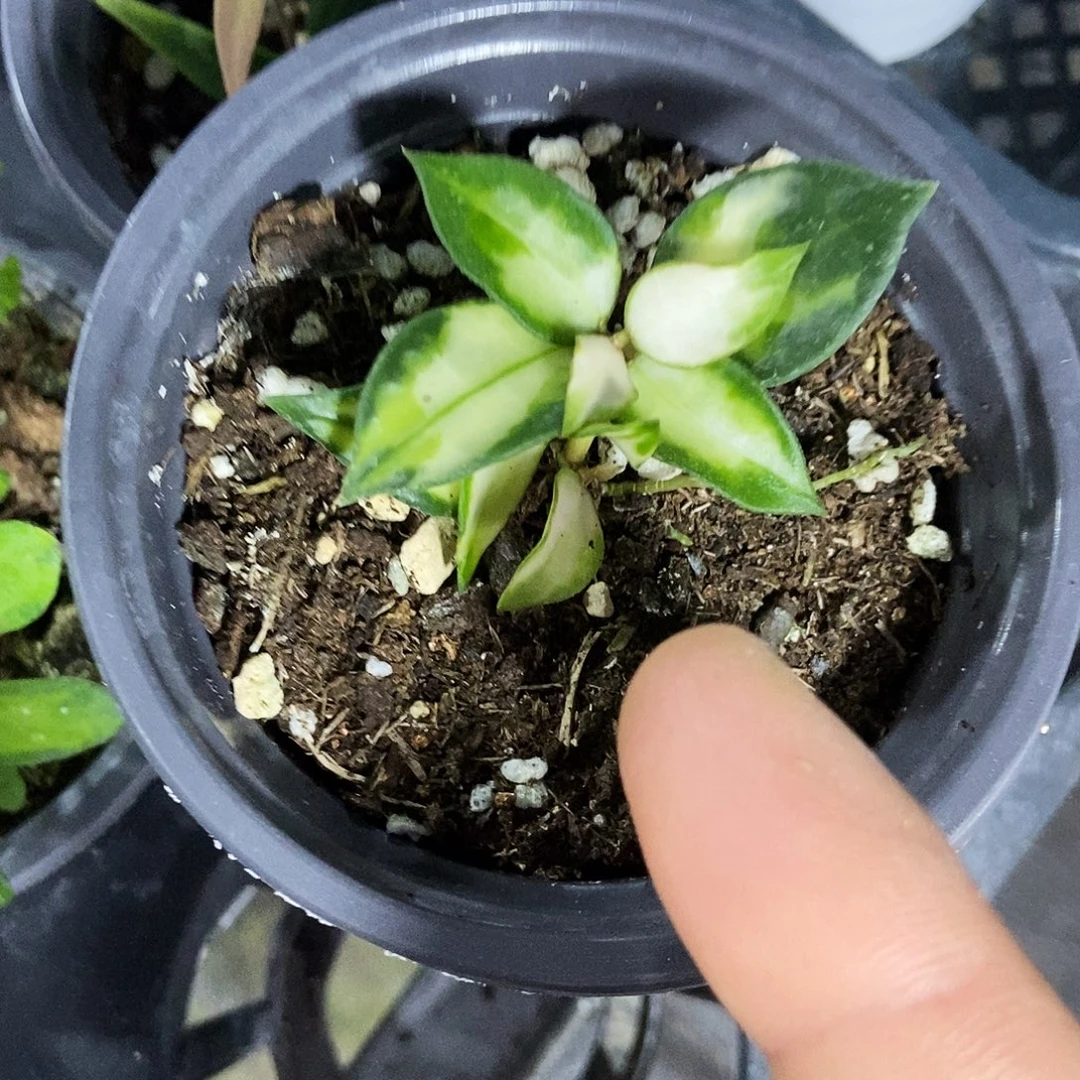 完全开放绿孔雀球兰35