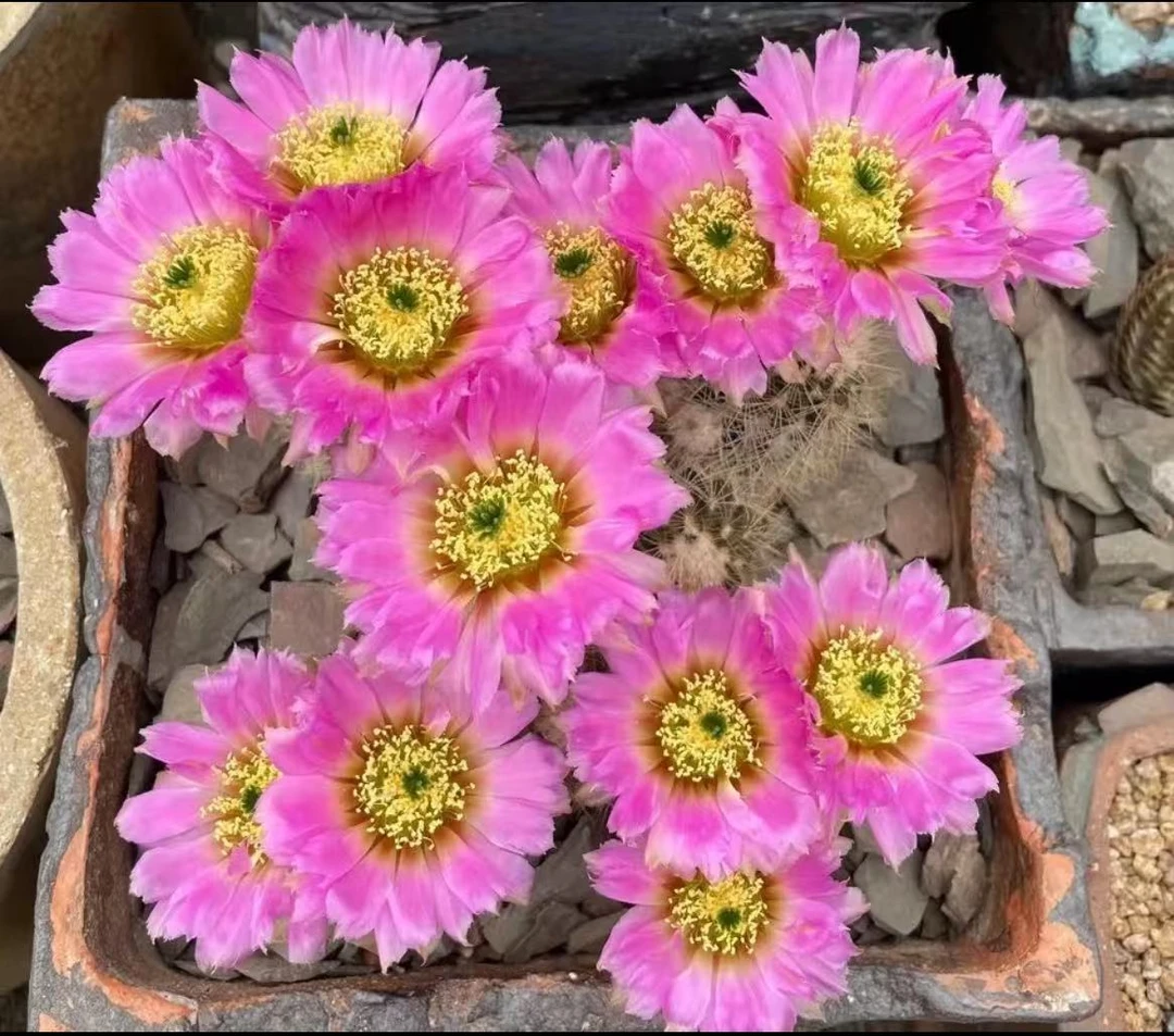 大群花杯虾10cm  仙人球夏型种绿植盆栽桌面阳台办公室摆件