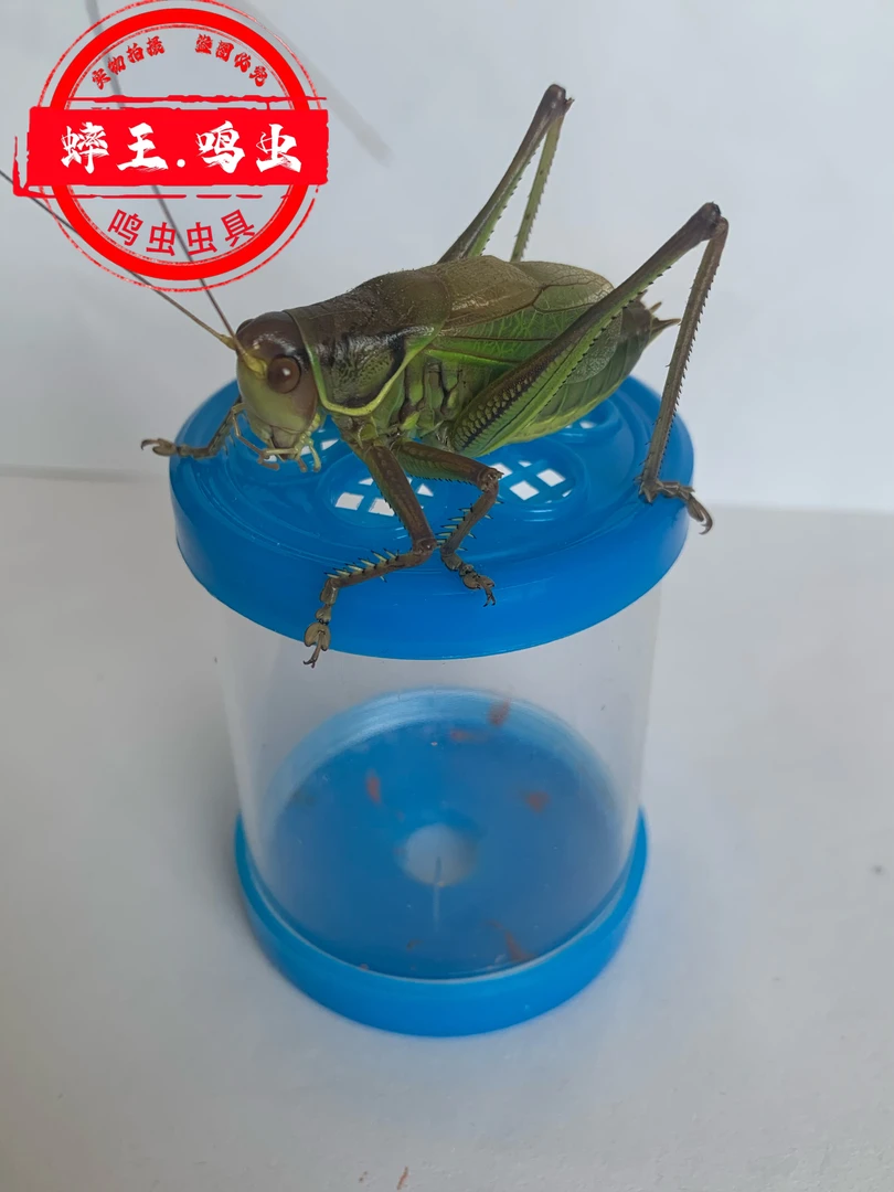 精品胶州绿大炮蝈蝈慢憨（蝈蝈爱好者首选）