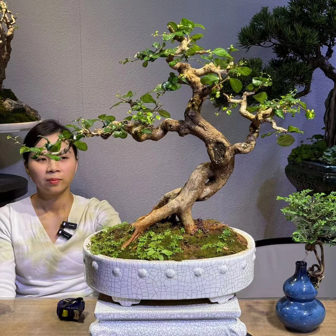 1号链接一物一拍以直播间为准九里香板子花三角梅