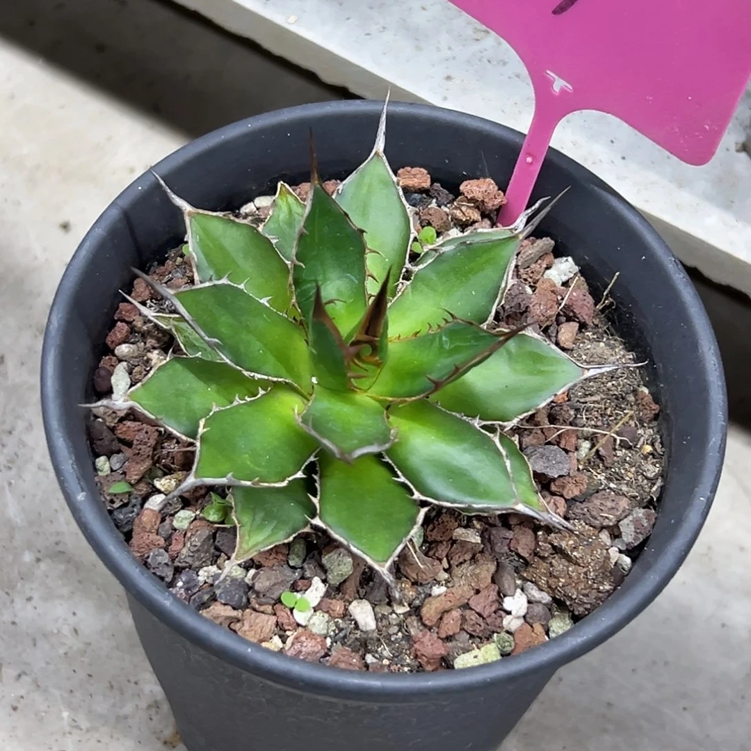 姬霍利达一物一拍偏远不包邮不退不换