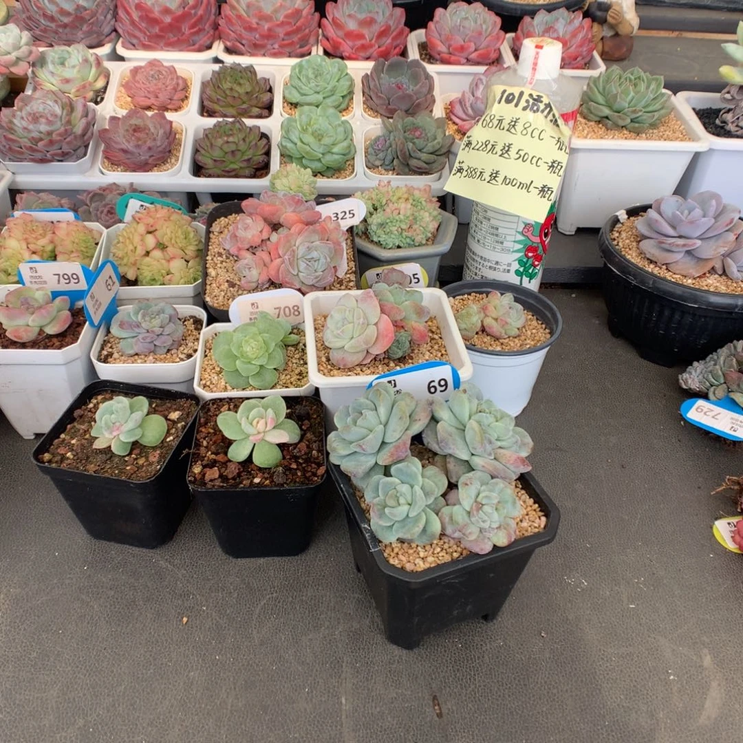 会***年69 冰玉石化多肉多肉