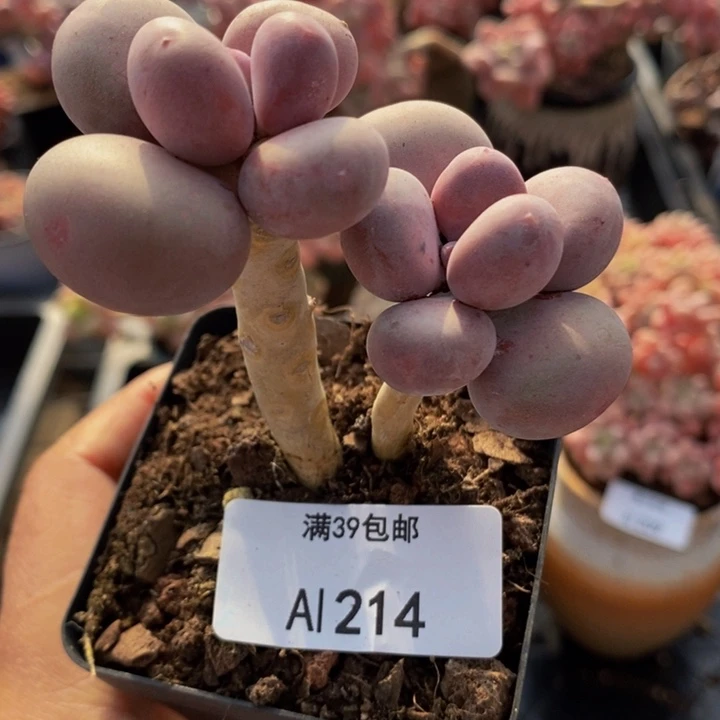 彩虹奶老桩214多肉植物