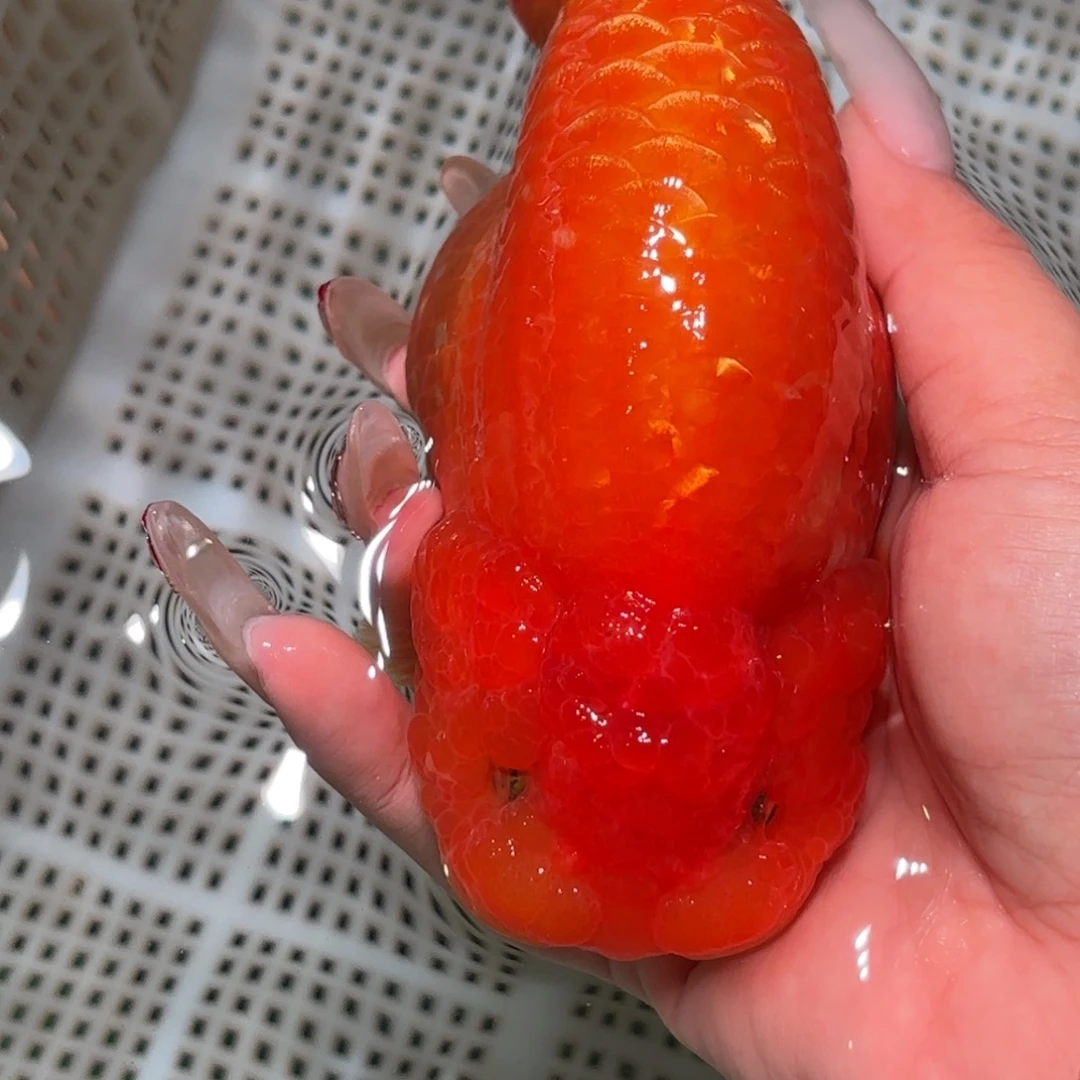 尘***封金鱼拍包装包邮不拍包装运费到付