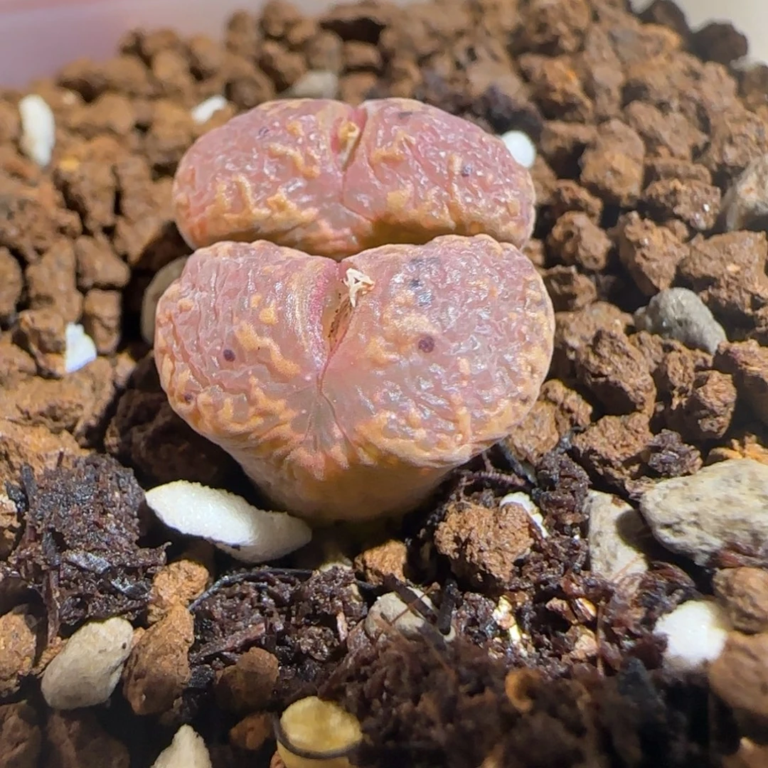 小***条肉锥多肉植物组合-泡泡勋1356