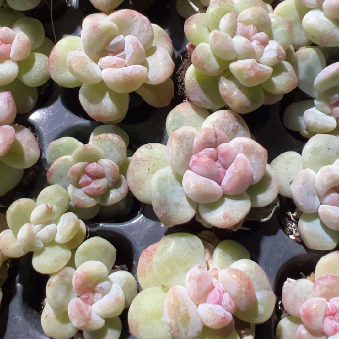 冰玉石化穴盘到手4颗 大小3-4cm 量拍多肉满18包邮