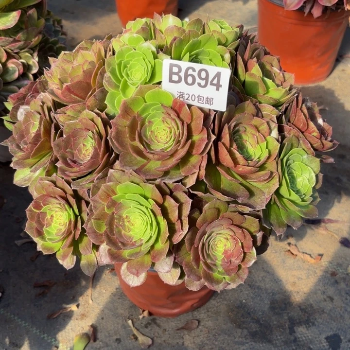 瑞妈多肉园艺694