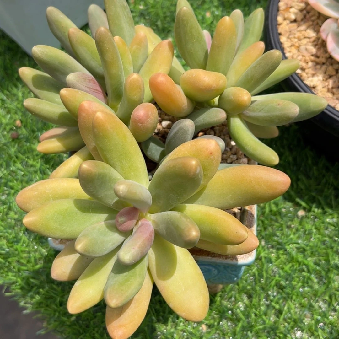 小***小小可爱。糖果，发货……姐