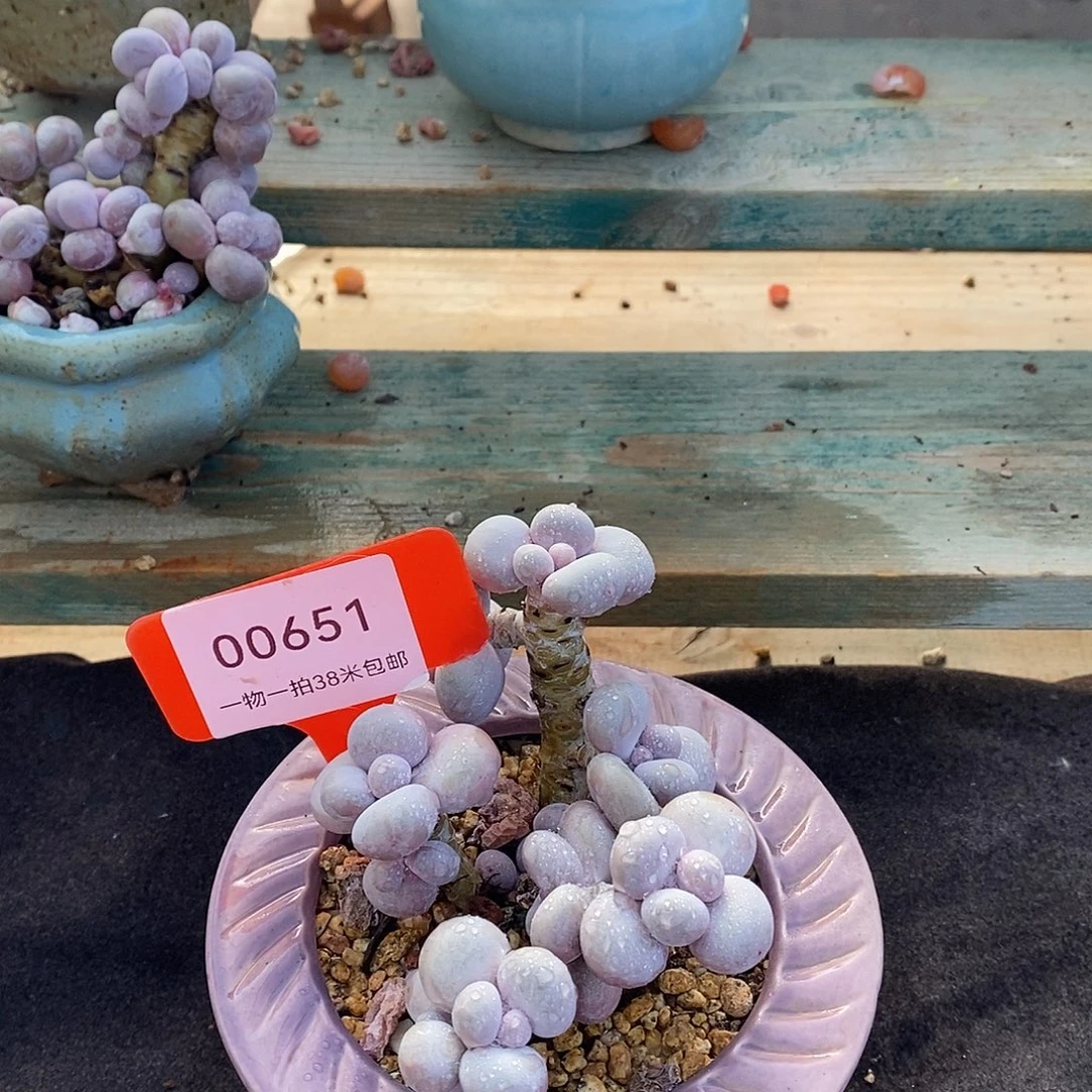 651偷偷烧烤咯偶咯哦哦