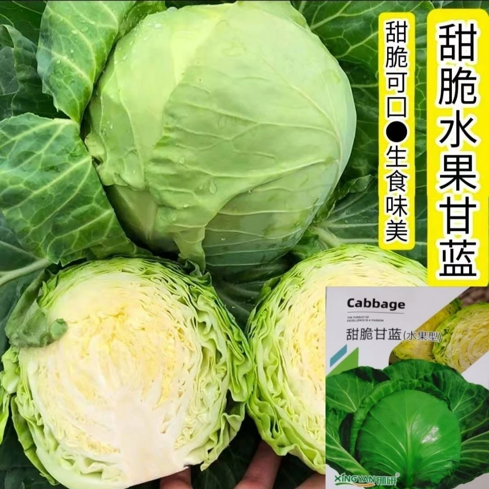 四季种植水果甘蓝种子莲花白卷心菜包菜种子四季播田园高蔬菜种子