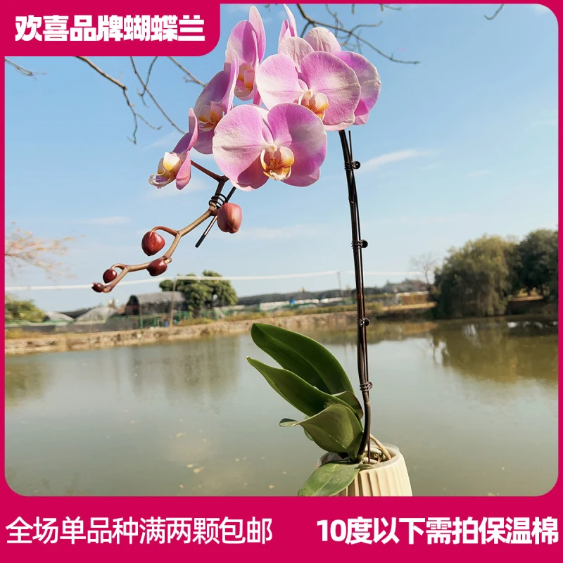 【幻蝶】精品蝴蝶兰室内绿植