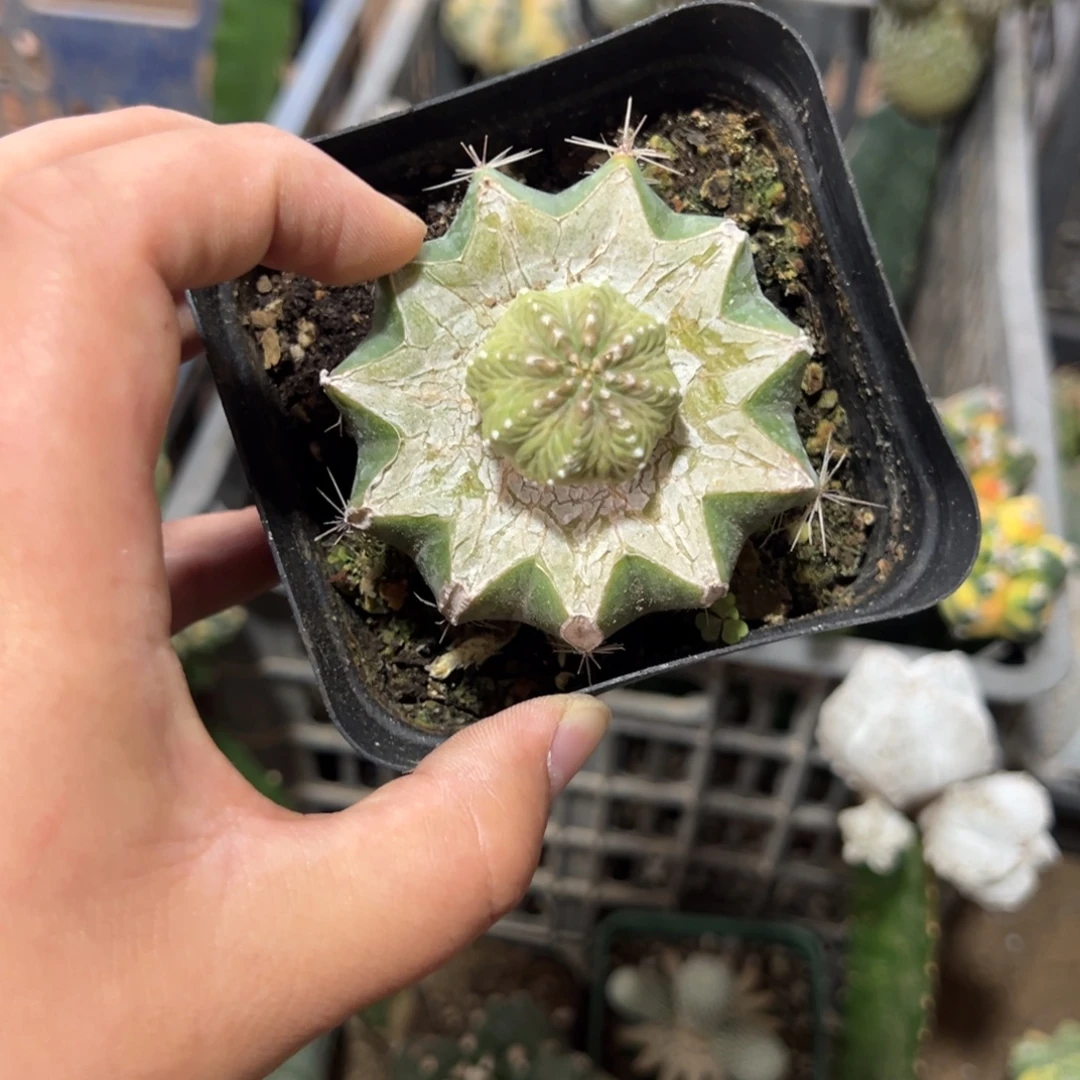 苗接老花笼仙人球3680