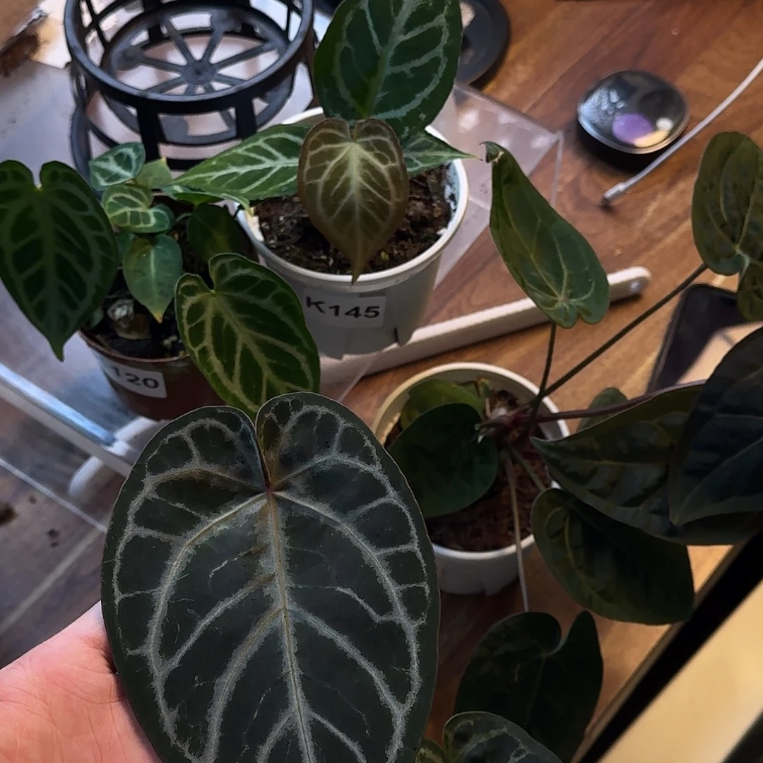 M***e不开花植物四颗K167-k1170