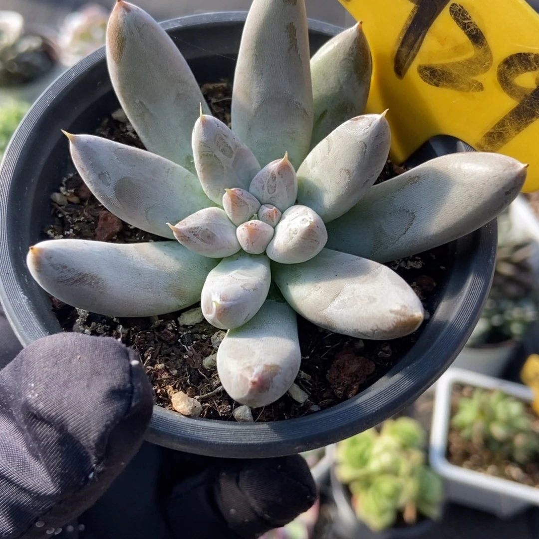 1929杜里万多肉植物
