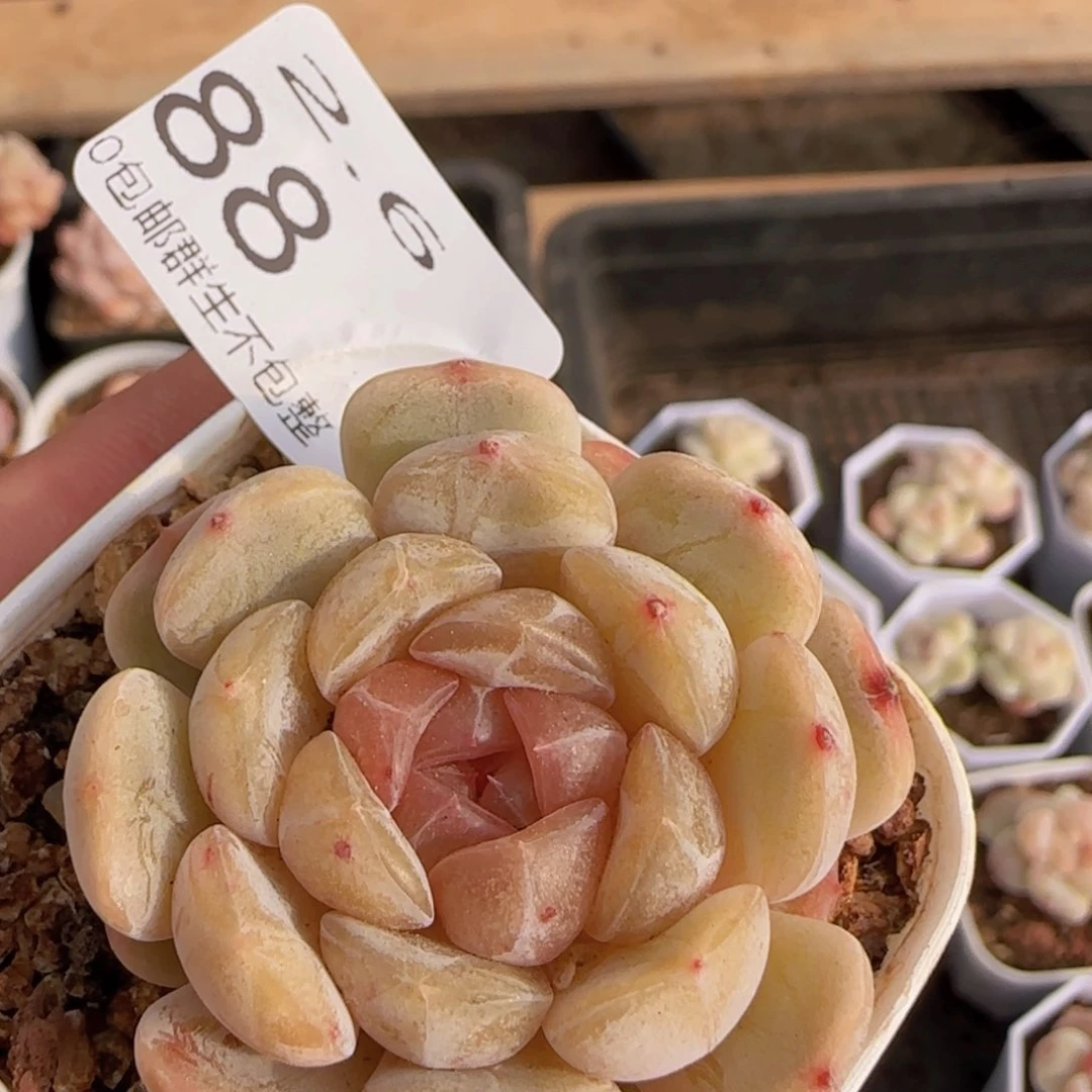 逸*白色恋人单头一颗脱土