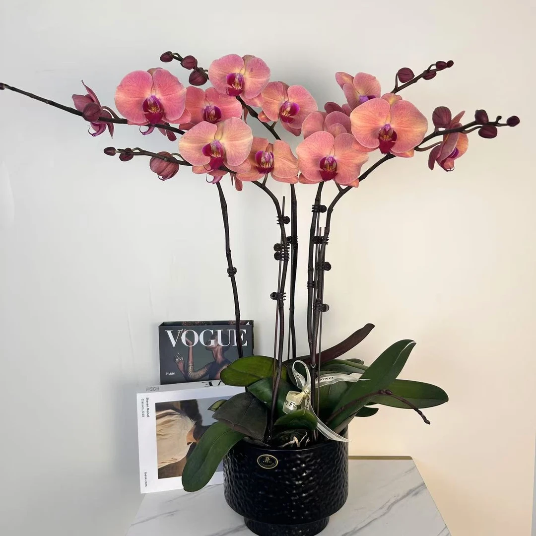 蝴蝶兰【开爆欣欣向荣】稀缺复古色系高端花卉