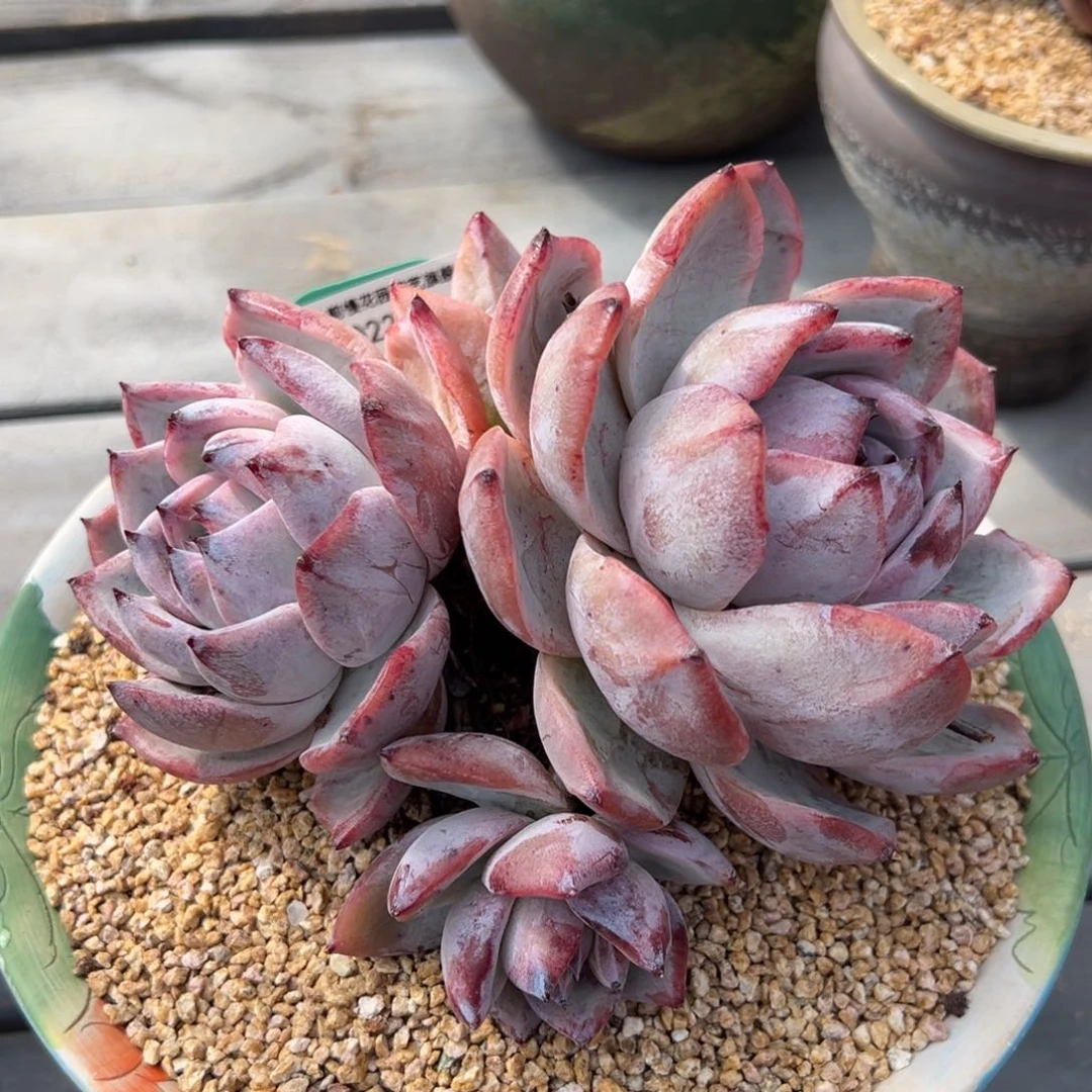 从前慢多肉精选编号0222.364