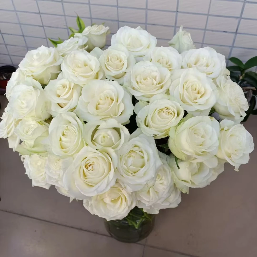 10枝白雪山单头玫瑰【两单顺丰冷链或京东快递】云南鲜花